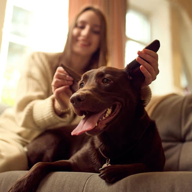 Consiga el mejor seguro para mascotas en Portonovo