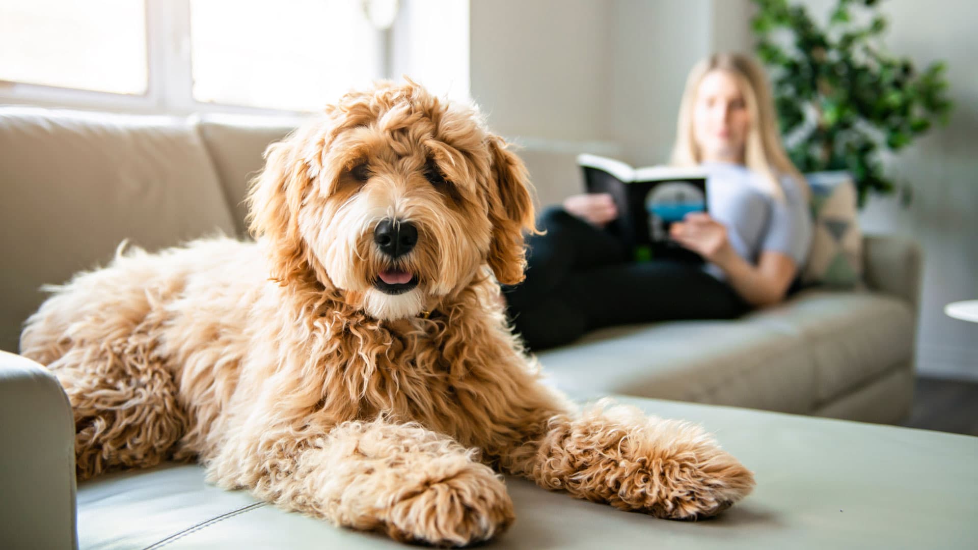 Gane tranquilidad contratando un seguro para mascotas en Portonovo