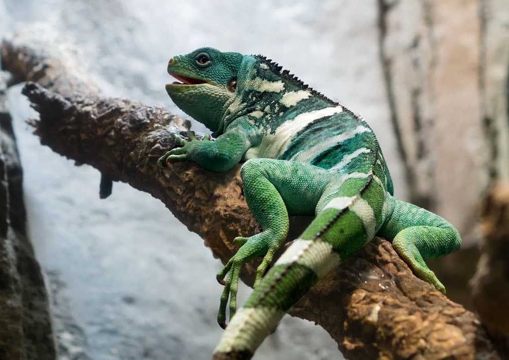 Seguros para animales exóticos