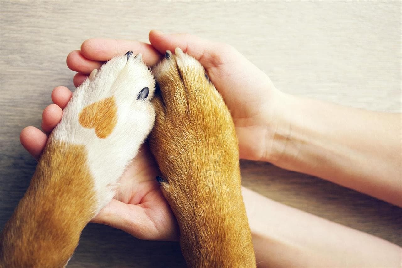 Seguro para perros